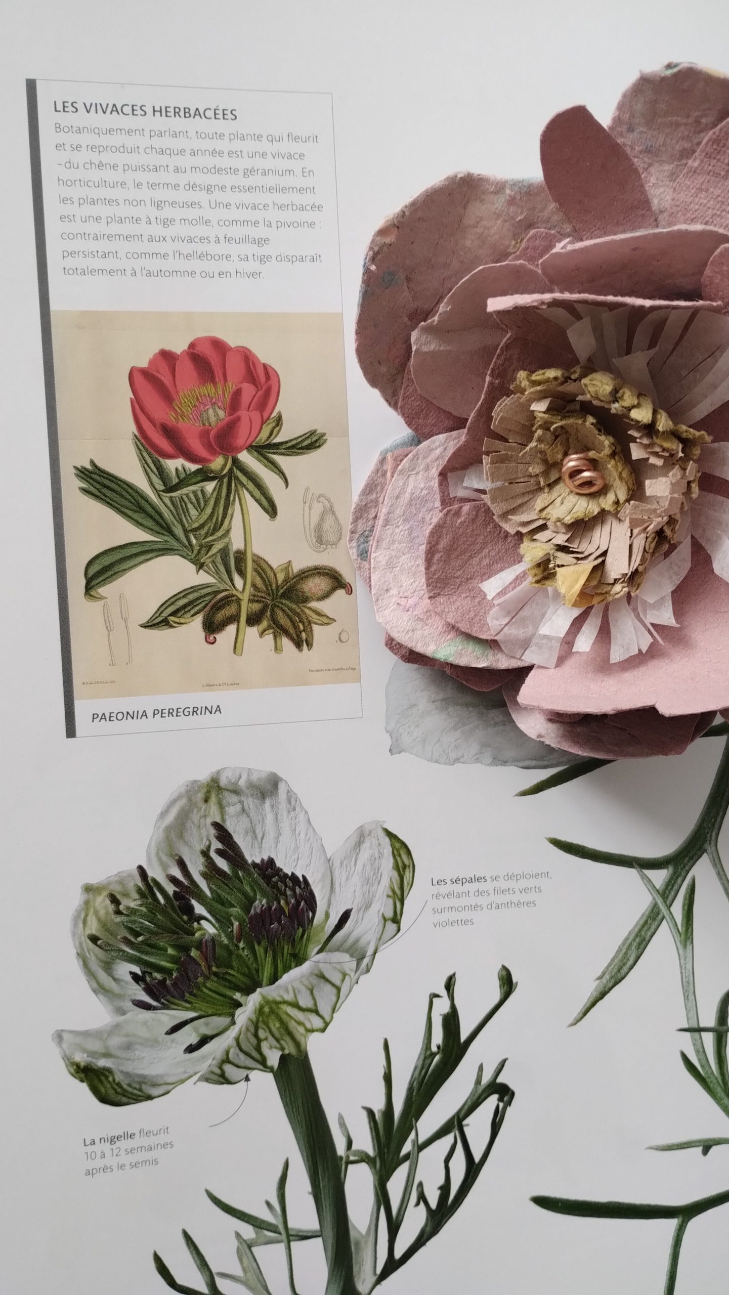 Ma fleur ch&eacute;rie. Pivoine en papier sur livre botanique et planche v&eacute;g&eacute;tale.